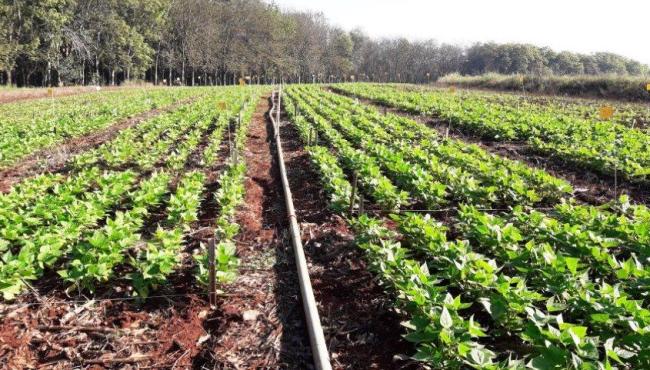 Brasil tem estoque de fertilizantes para três meses, diz associação