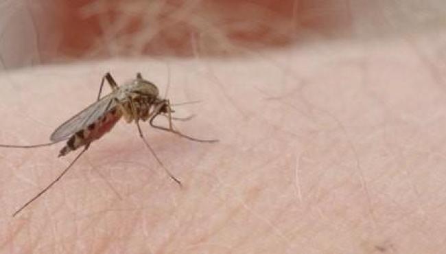 Brasil ultrapassa 1 milhão de casos e registra 214 mortes por dengue em 2024