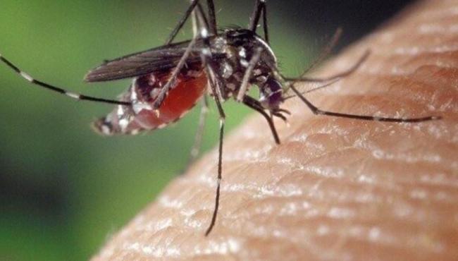 Brasil ultrapassa a marca de 1 milhão de casos de dengue em 2025