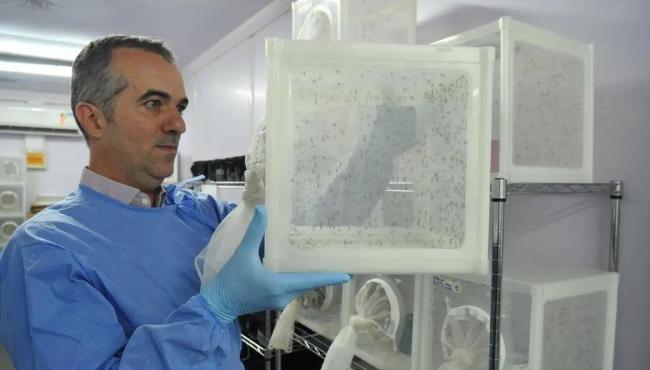 Brasileiro criador do "Aedes" que bloqueia dengue é eleito pela Nature