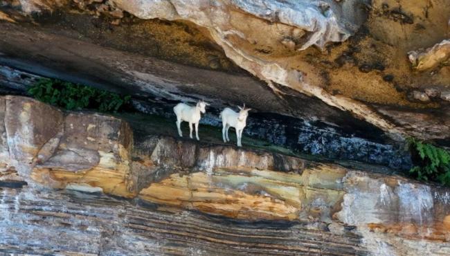 Cabras que viveram 200 anos sem água deixam ilha na Bahia
