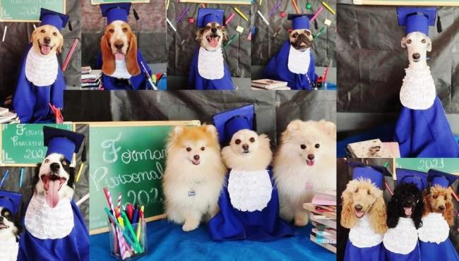 Cães 'se formam' em creche e ganham ensaio fotográfico; de beca e tudo
