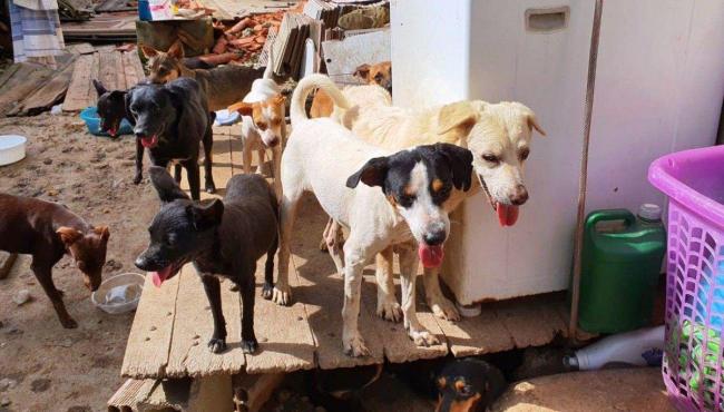 Cães sem alimento por uma semana comem dona morta