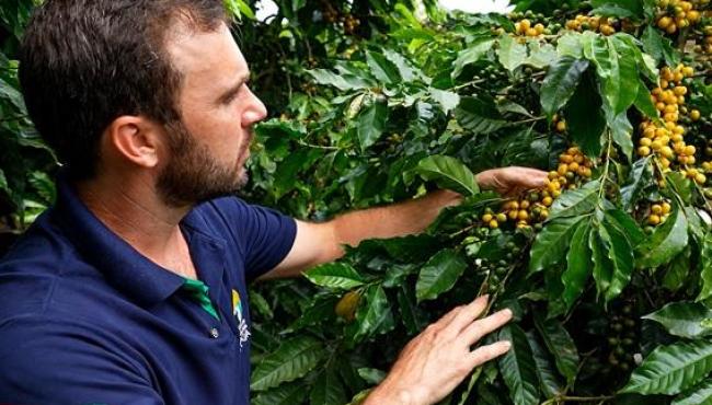 Café arábica orgânico alcança alta produtividade com cultivares recomendadas pelo Incaper, no ES