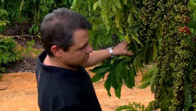 Café conilon: preço em alta e safra recorde animam produtores para início da colheita, no ES