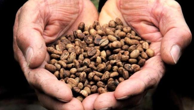 Cafeicultores do norte capixaba recebem sementes do conilon Conquista