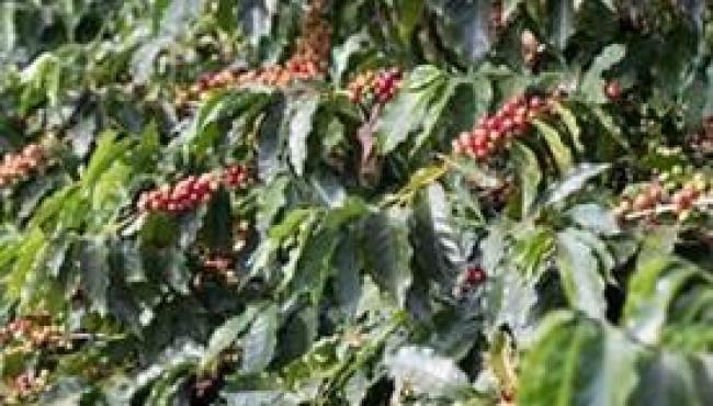 Cafeicultura brasileira tem nas algas marinhas uma aliada importante para aumento da produtividade
