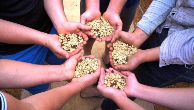 Cafeicultura capixaba contribui para possível supersafra nacional