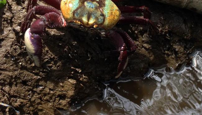 Calendário de defeso do caranguejo-uçá começa no próximo domingo (18)