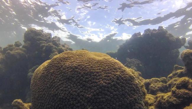 Calor, acidez das águas e pouco alimento ameaçam ecossistemas marinhos