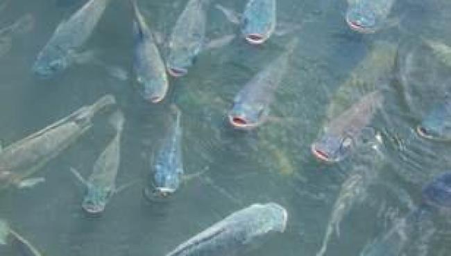 Calor intenso desafia produção de tilápia e liga alerta para desafios sanitários