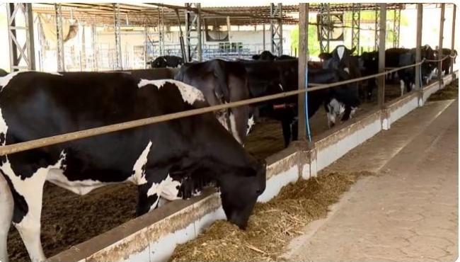 Calor provoca queda na produção de leite no ES e ventiladores amenizam efeitos das altas temperaturas nos animais