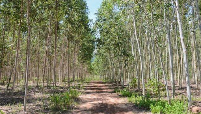 Câmara dos Deputados aprova regras menos rígidas para plantação de eucalipto