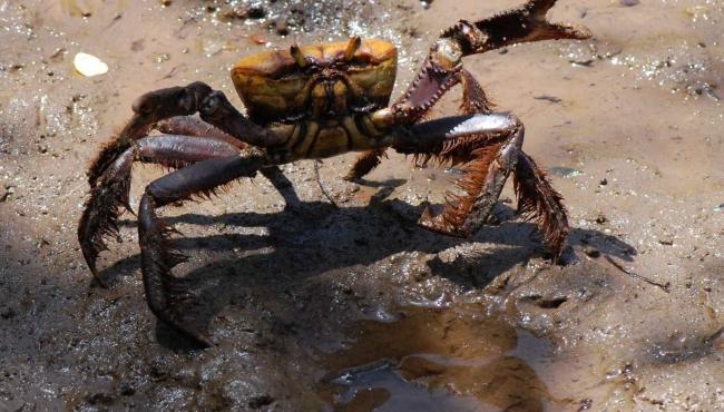 Captura e venda do caranguejo-uçá estão proibidas até dezembro no ES