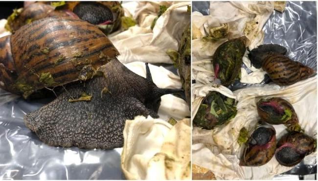 Caracóis gigantes africanos são apreendidos vivos em aeroporto