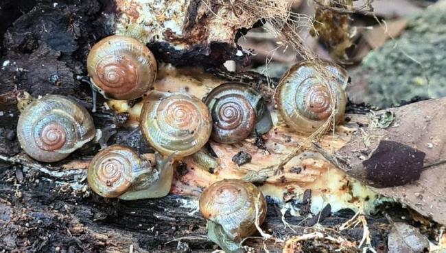 Caracol invasor que poderia causar meningite se espalha por 11 estados brasileiros