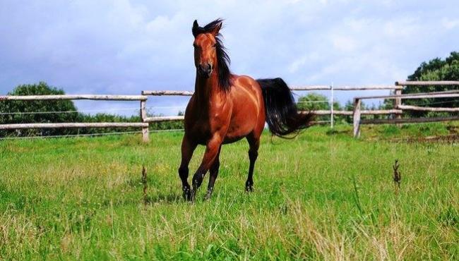 Carne de cavalo era vendida como bovina no Espírito Santo