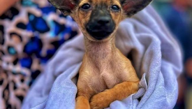 Carretão do Pet Vida realiza castração, microchipagem e vacinação de cães e gatos nesta segunda (19) e terça (20), em Conceição da Barra, ES