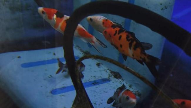 Carro convertido em aquário com peixes se torna atração nas redes