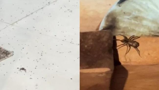 Casal aluga chalé durante final de semana e é surpreendido com infestação de aranhas