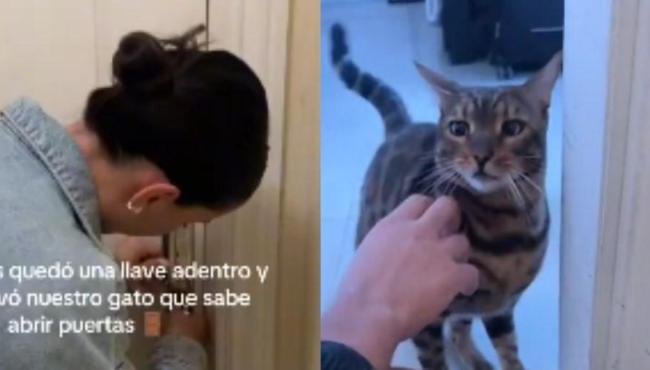 Casal fica trancado em apartamento e é socorrido por ‘gato herói’