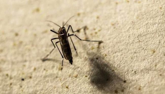 Casos de dengue crescem 85% no Brasil, e número de mortes é o dobro em 2022