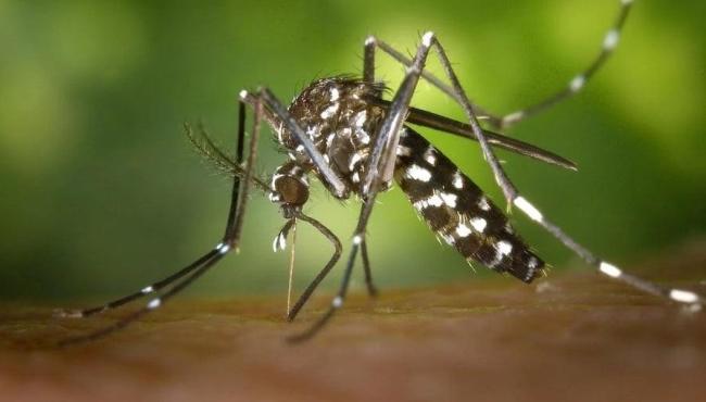 Casos de zika vírus crescem no Brasil; Sudeste registra alta de 1.600%