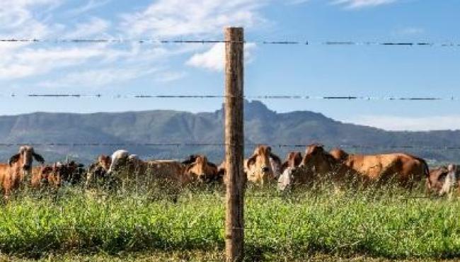 Cercas de alto desempenho aumentam eficiência no manejo de bovinos e reduzem perdas no campo