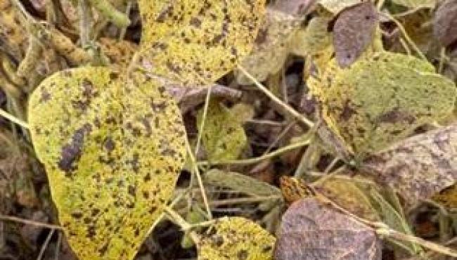 Cercospora: cuidados tardios podem comprometer produtividade da soja em até 20%