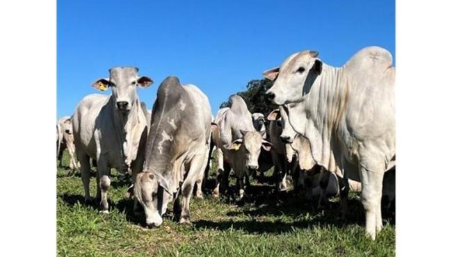 CFM abre as vendas na fazenda: touros prontos para a estação de monta