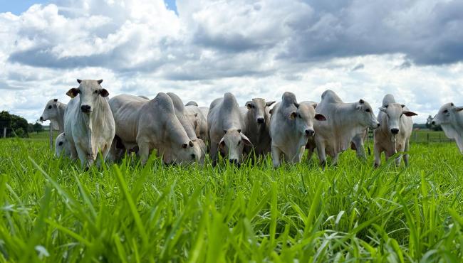 CFM vende 304 touros Nelore e fatura R$ 3,8 milhões em leilão virtual