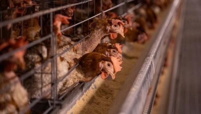 China e UE suspendem compra de frango brasileiro após gripe aviária