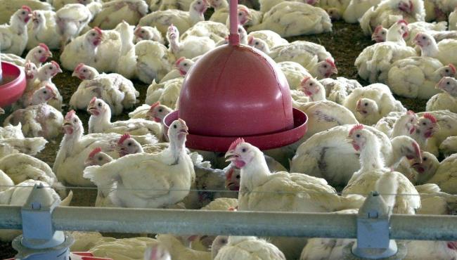 China encerra embargo e libera frango do RS após surto sanitário