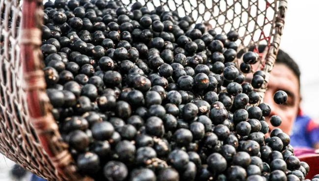 China facilita exportação de polpas e frutas congeladas brasileiras