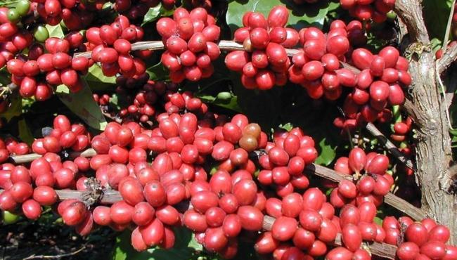 China habilita 183 empresas brasileiras a exportar café para o país