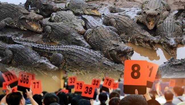 China leiloa 100 toneladas de crocodilos e pede que donos busquem