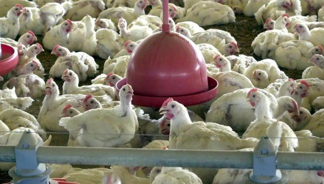 China suspende proibição de compra de carne de frango do Brasil