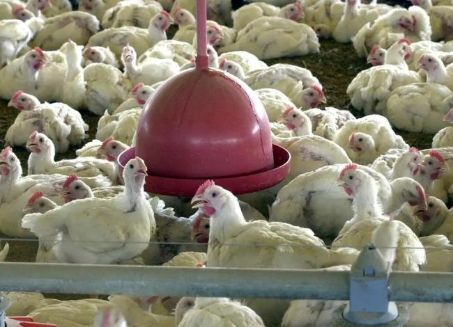 China suspende proibição de compra de carne de frango do Brasil
