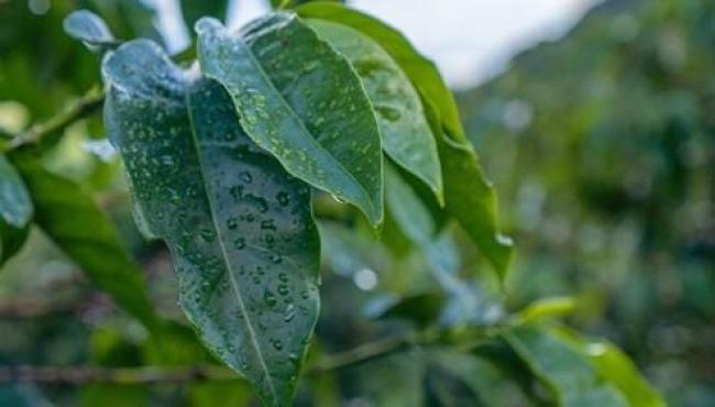 Chuvas acima da média e temperaturas amenas favorecem lavouras no Espírito Santo em novembro