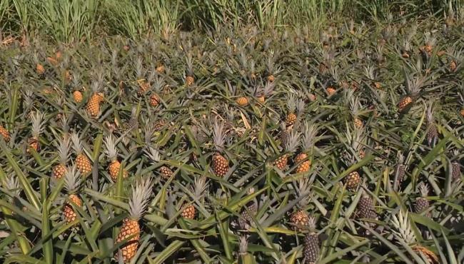 Cidade do ES produtora de abacaxi deve colher 20 milhões de frutos na safra deste ano