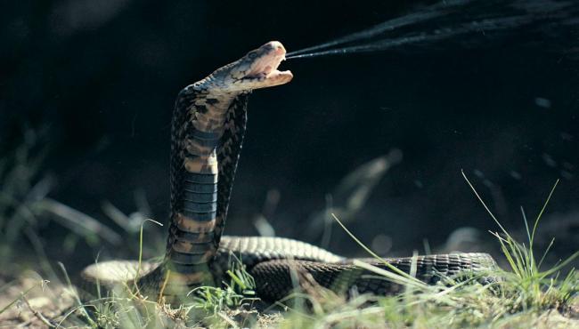 Cientistas criam soro universal eficaz contra picadas de várias cobras