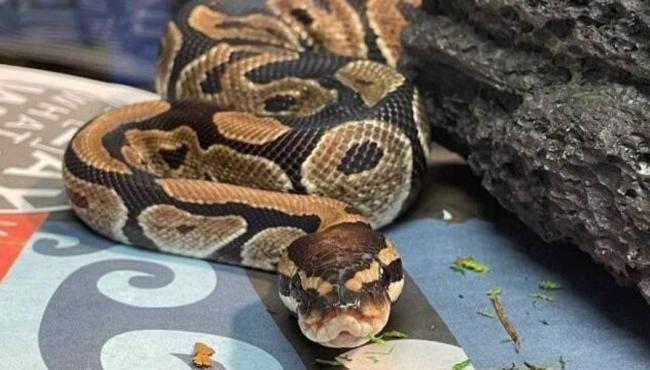 Cientistas descobrem o “segredo” das cobras que digerem ossos das presas