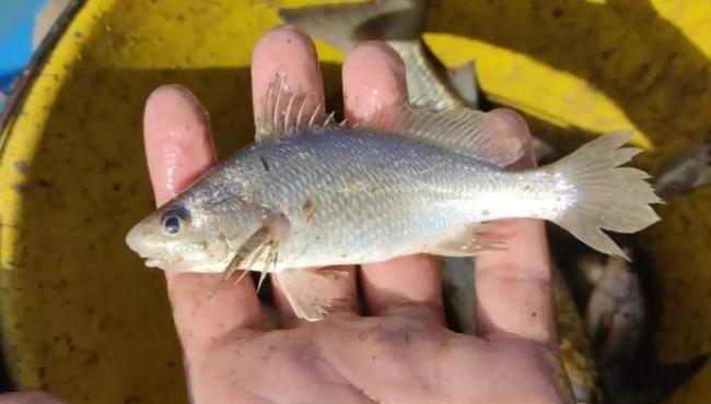 Cientistas identificam taxa recorde de deformações em peixes do Espírito Santo