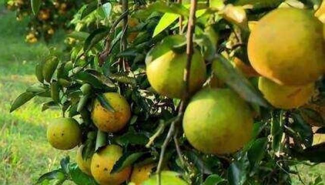 Clima ajuda na colheita de laranja e produtores devem renovar as lavouras no ES