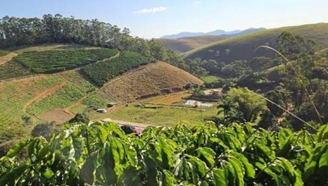 Clones de café impulsionam produtividade e sustentabilidade da cafeicultura do Espírito Santo