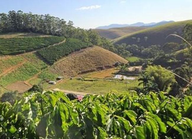 Clones de café impulsionam produtividade e sustentabilidade da cafeicultura do Espírito Santo