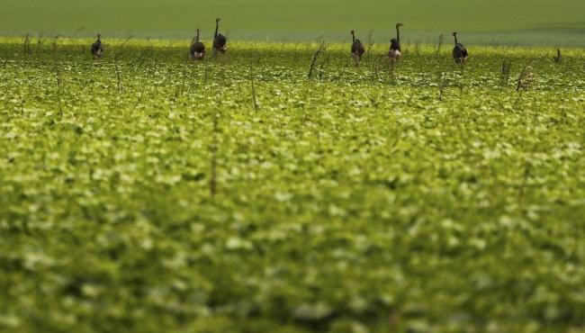 CMN passa a exigir fotos com localização comprovada em seguro rural