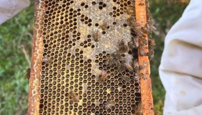 Cobiçado no exterior, mel de melato é pouco conhecido no Brasil