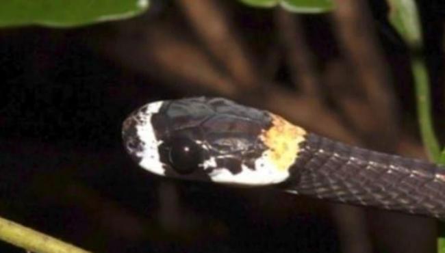 Cobra cantora é encontrada na Amazônia por pesquisadores