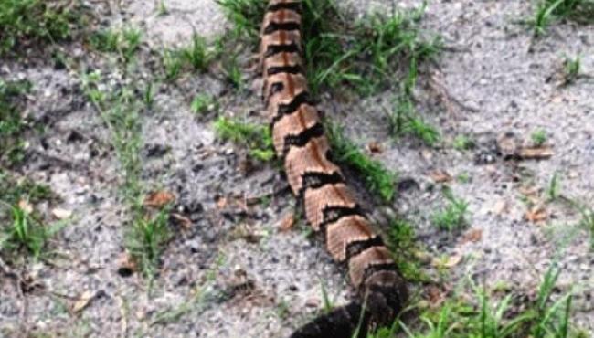 Cobra cascavel percorre 160 km em busca de parceira para acasalar